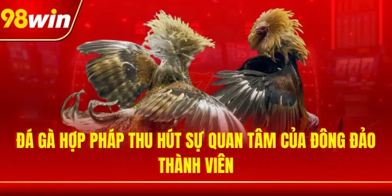 Đá gà hợp pháp thu hút sự quan tâm của đông đảo thành viên