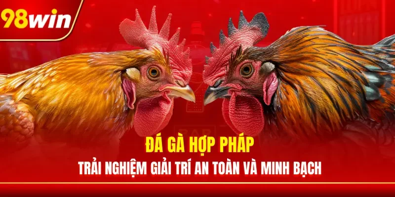 Đá Gà Hợp Pháp – Trải Nghiệm Giải Trí An Toàn Và Minh Bạch