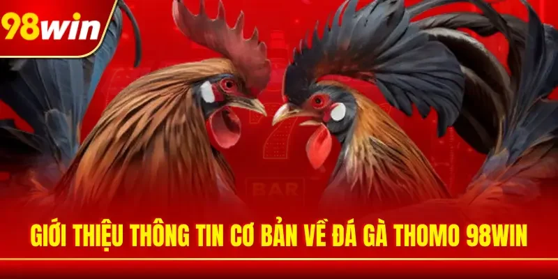 Giới thiệu thông tin cơ bản về đá gà Thomo 98WIN