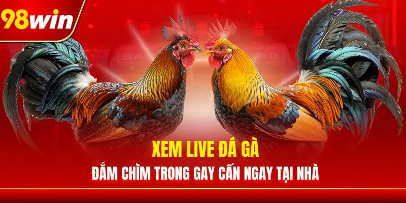 Xem Live Đá Gà - Đắm Chìm Trong Gay Cấn Ngay Tại Nhà